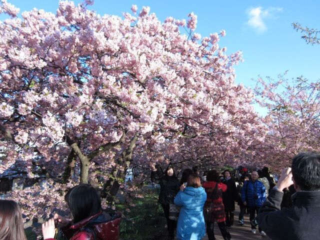 河津桜_01.jpg