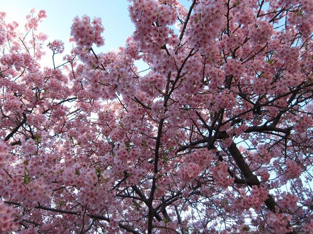 河津桜_02.jpg