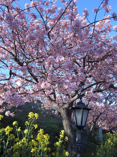 河津桜_03.jpg