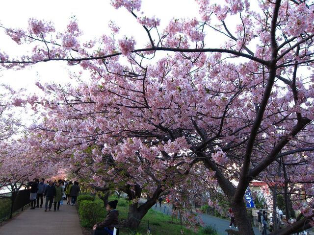 河津桜_06.jpg