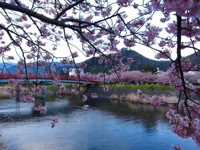 河津桜_07.jpg