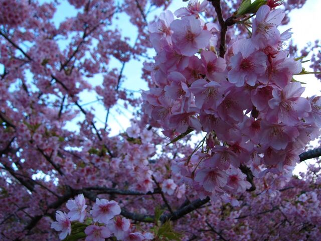 河津桜_09.jpg