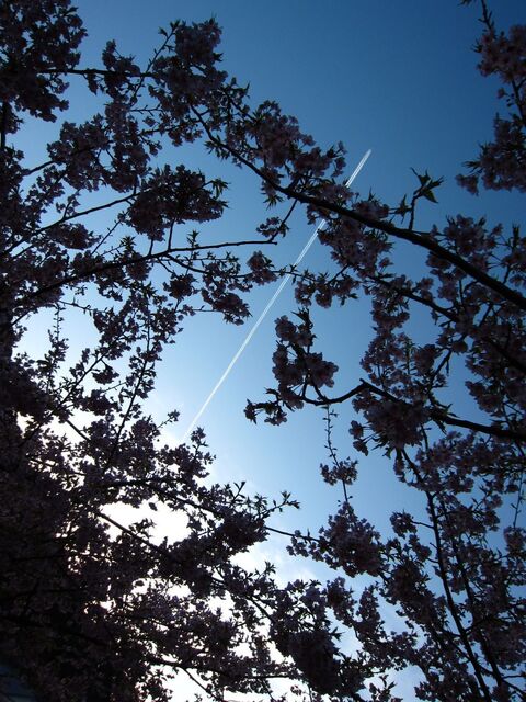河津桜_10.jpg