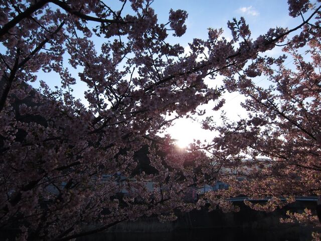 河津桜_11.jpg